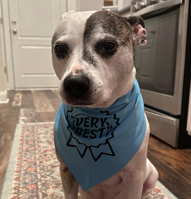 Barkista bandanas Barkista bandanas